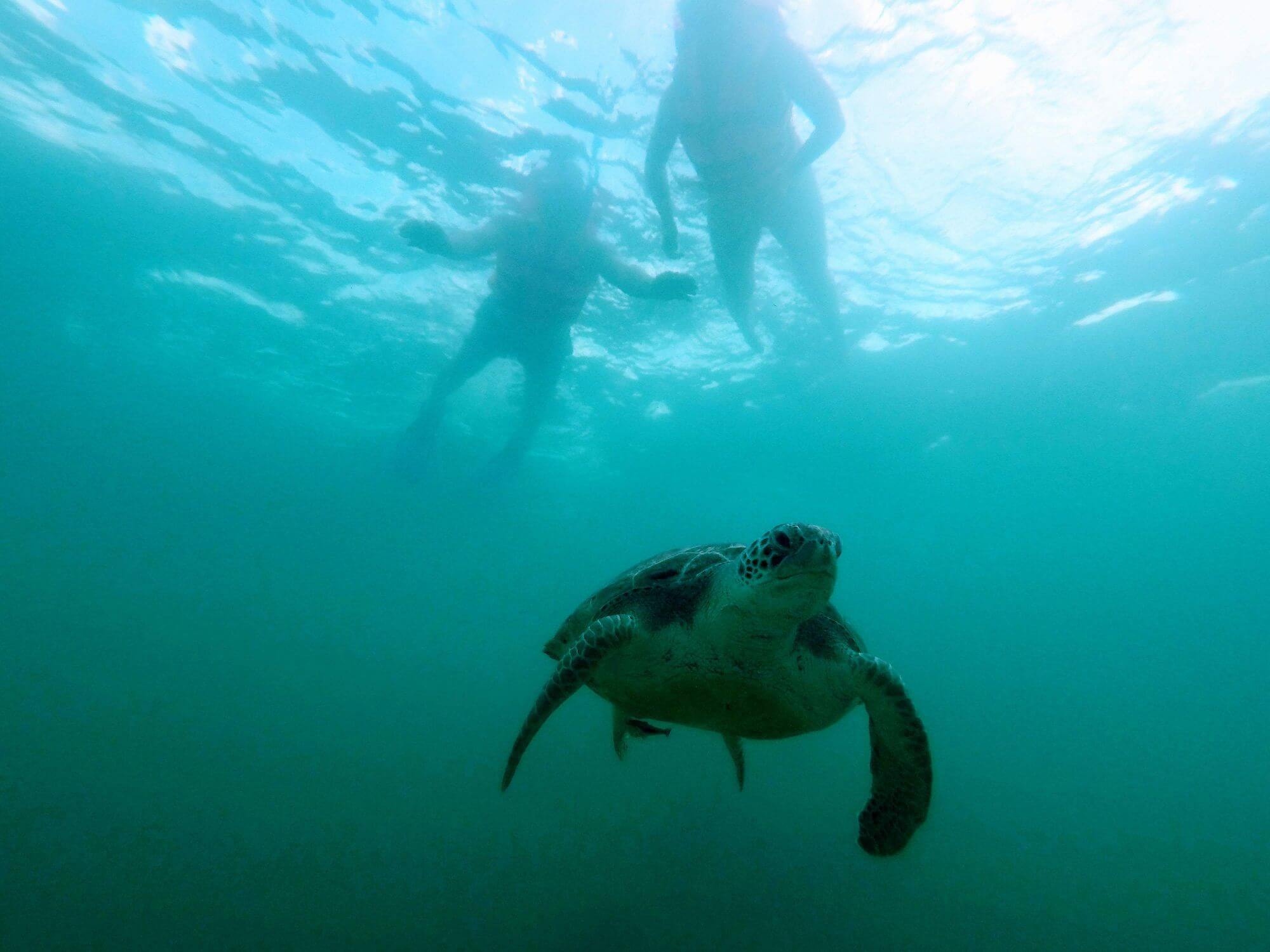 Sea turtle Akumal Private tour