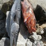 Spearfishing private tour