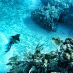 Spearfishing Trips Playa del carmen Tulum Riviera Maya