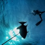 Spearfishing Trips Playa del carmen Tulum Riviera Maya