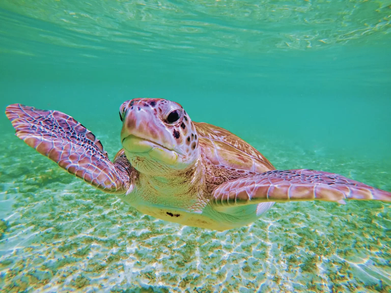 A serene moment swimming with a sea turtle in the turquoise waters of Tulum, capturing the beauty of nature by Carey Tours.