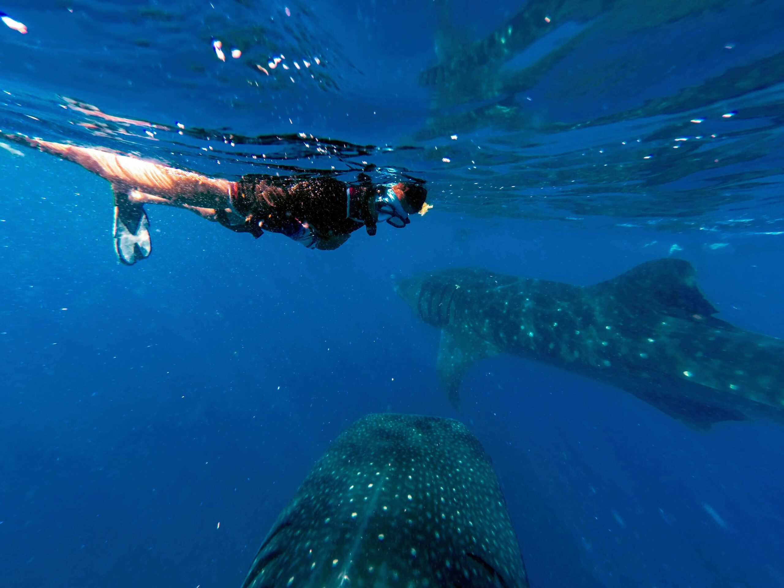 Snorkeler gliding gracefully alongside whale sharks in the clear waters off Cancun, experiencing nature's wonders by Carey Tours.