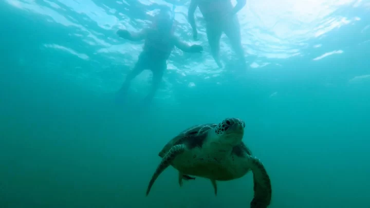 Swimmers observe a majestic sea turtle while snorkeling in the calm waters of Akumal, guided by Carey Tours.