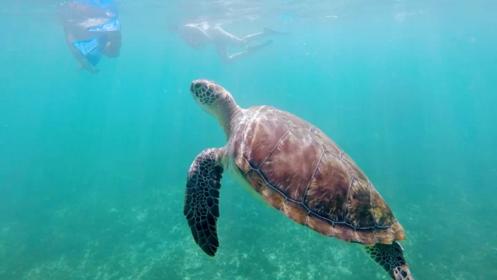 Swimmers observe a graceful sea turtle in the clear waters of a Cancun snorkeling tour, guided by Carey Tours.