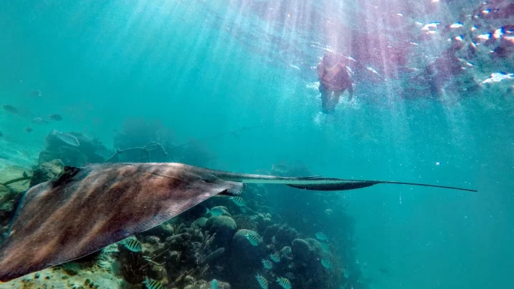Snorkeling experience with a graceful stingray in the vibrant coral reefs of Tulum by Carey Tours.