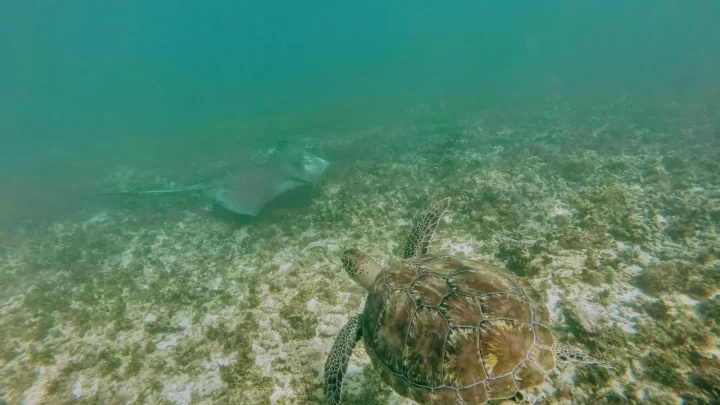 Underwater scene with a sea turtle and a stingray swimming gracefully in the clear waters of Cancun, during a snorkeling adventure by Carey Tours.