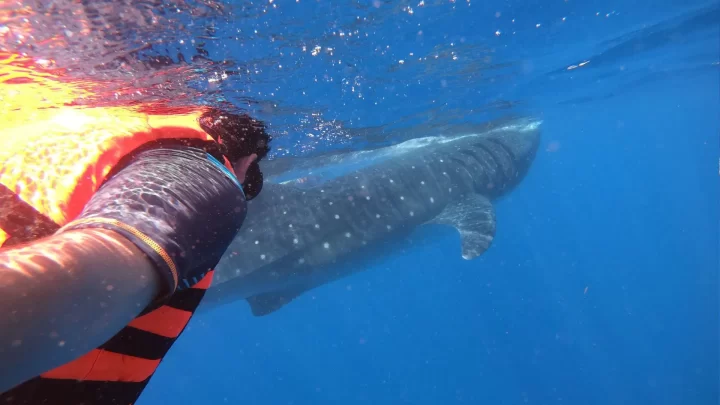 Snorkeling with a whale shark in clear waters off Cancun, surrounded by vibrant marine life, provided by Carey Tours