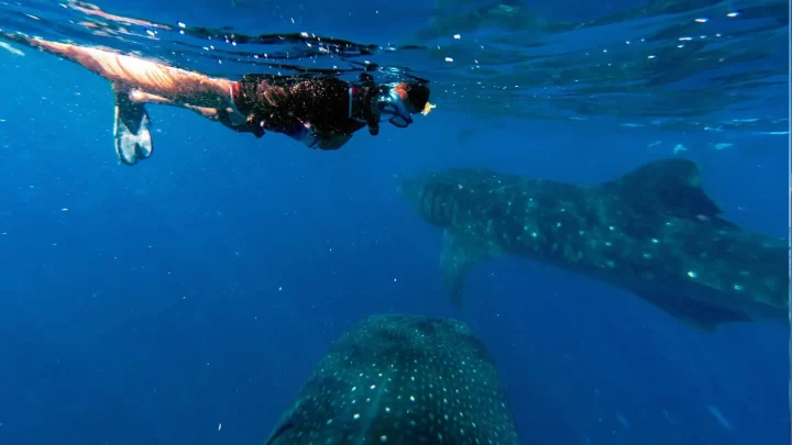 Snorkeling alongside majestic whale sharks in the clear waters off Cancun, experiencing marine life up close by Carey Tours.