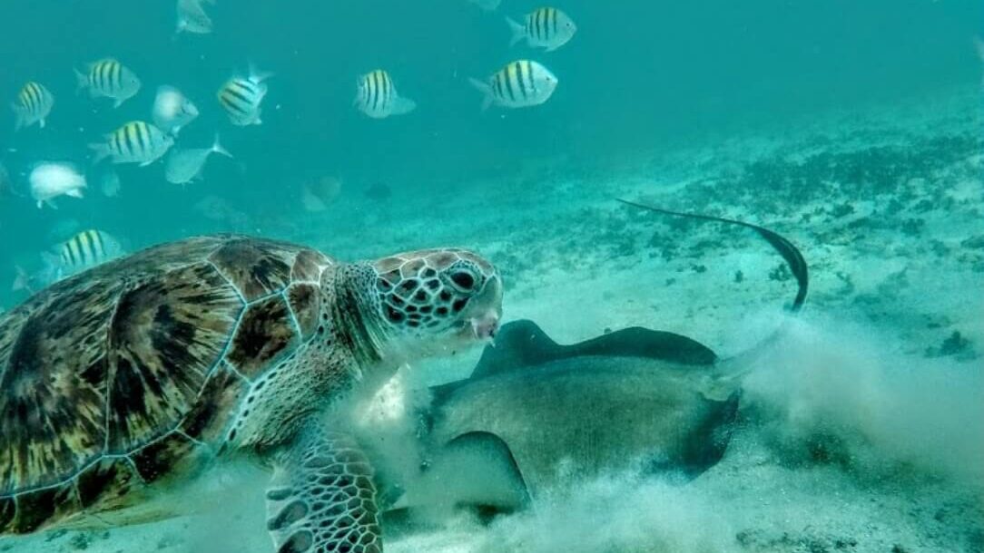 Snorkeling with a sea turtle and stingray in clear turquoise waters near Playa del Carmen, an immersive experience by Carey Tours.