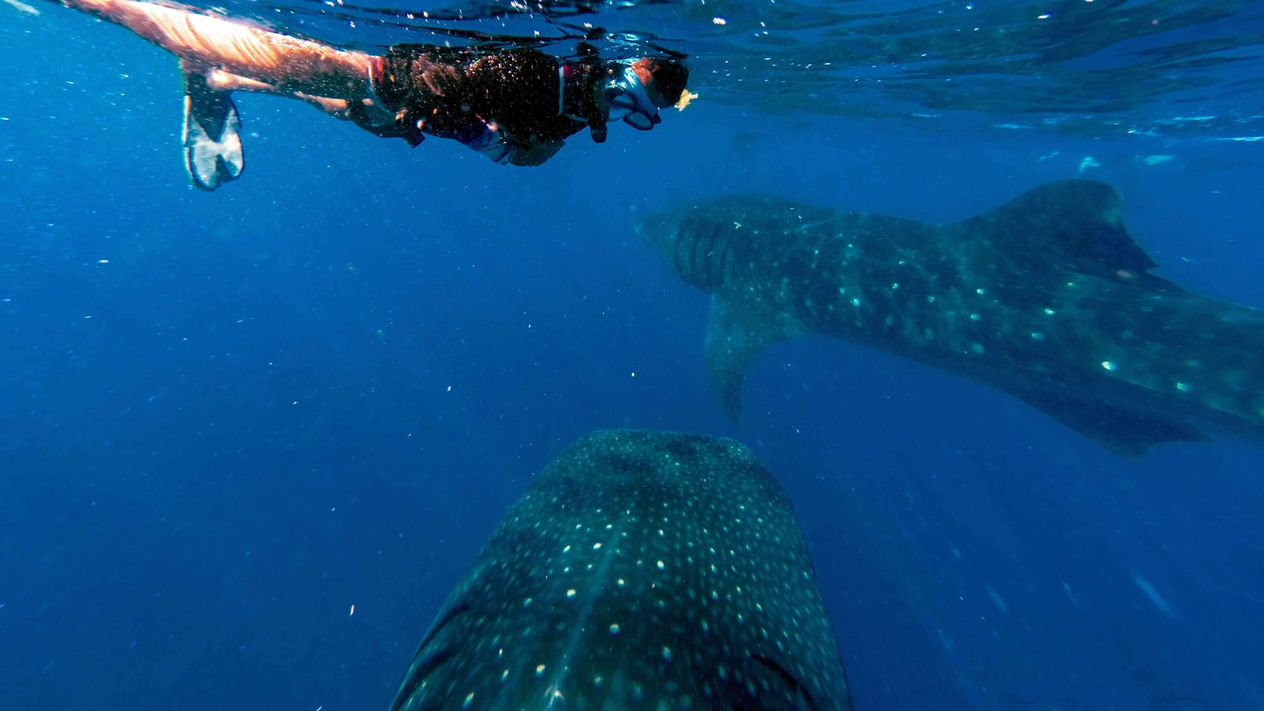 Snorkeler gliding gracefully alongside whale sharks in the clear waters off Cancun, experiencing nature's wonders by Carey Tours.