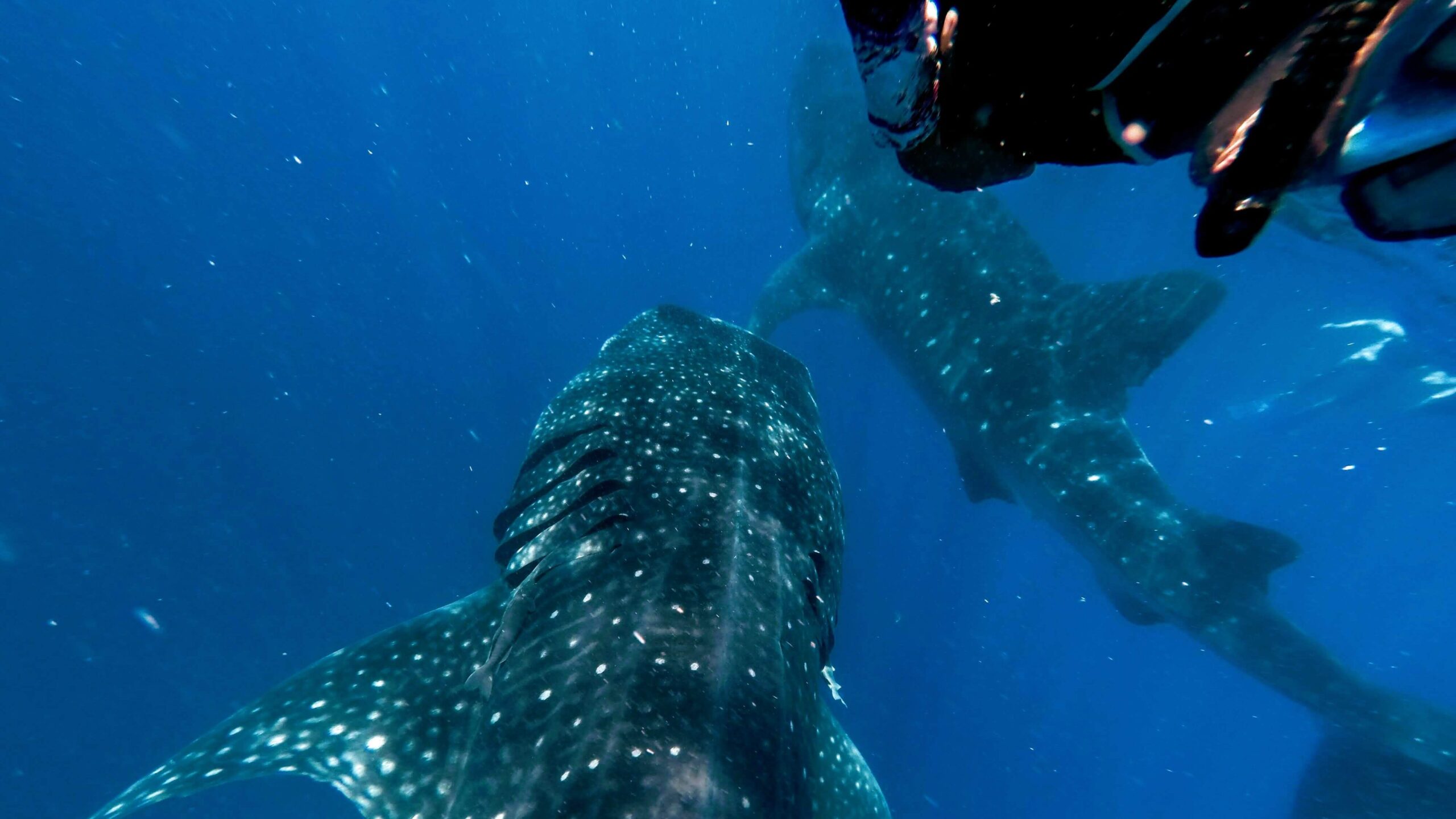Snorkeling with majestic whale sharks in clear waters near Cancun, an immersive marine experience by Carey Tours.